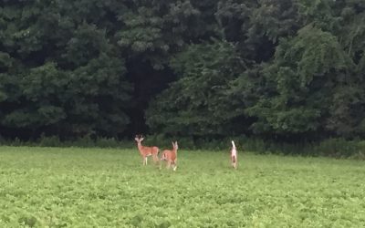 Deer – Venison – Hunting?